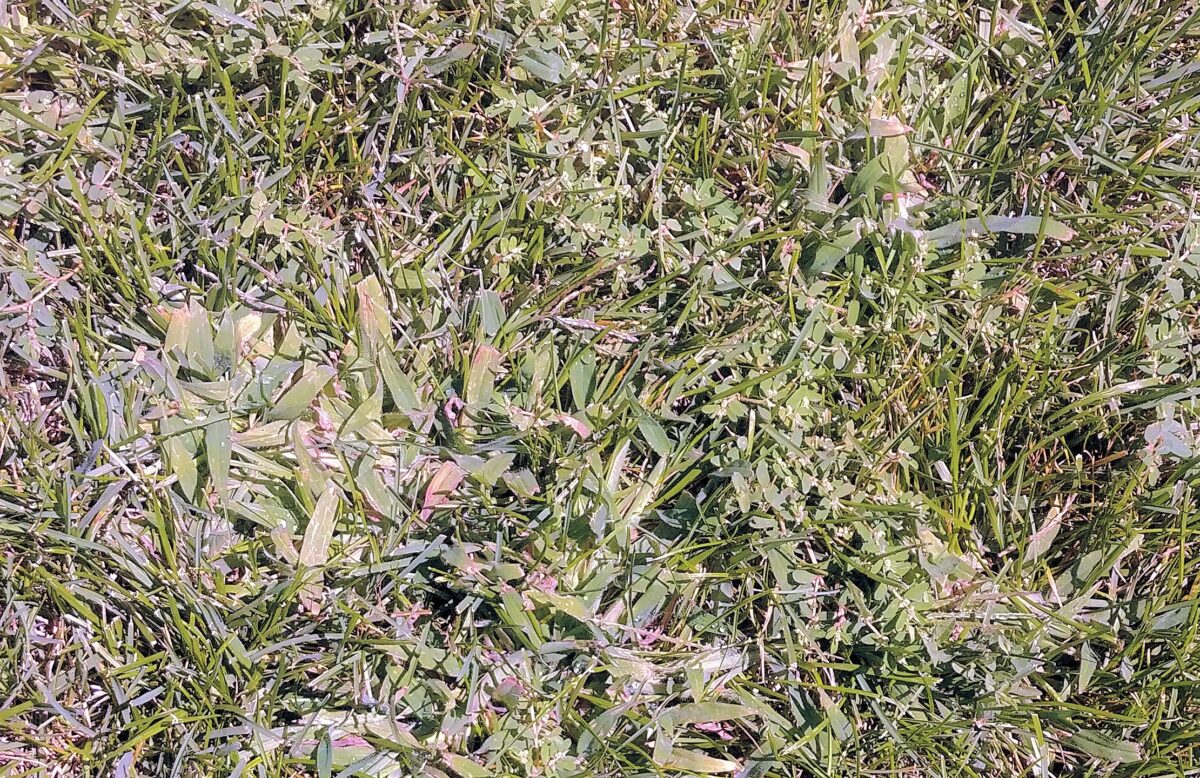 Garden Help Desk: Best practices for applying pre-emergent products to lawns